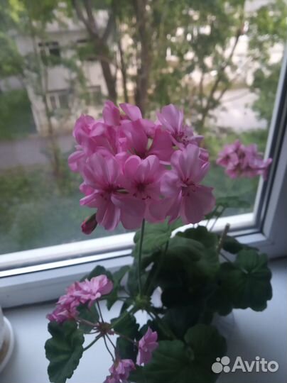 Герань пеларгония в горшке