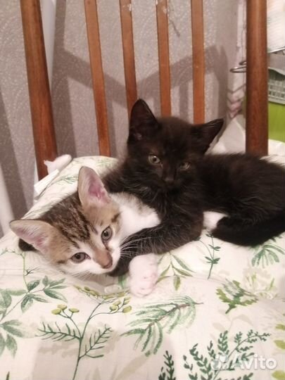 Милые котята