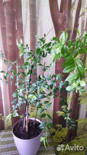 Мальпигия глабра Вишня