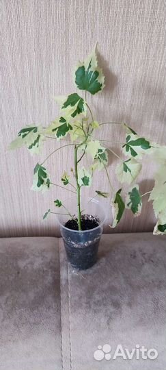 Абутилон Савицкого