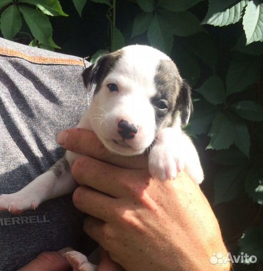 Щенки (Уиппет)