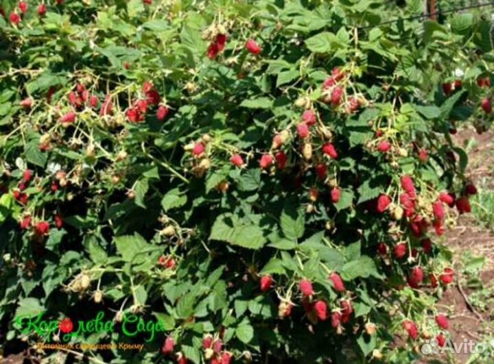 Малина Таруса (саженцы)