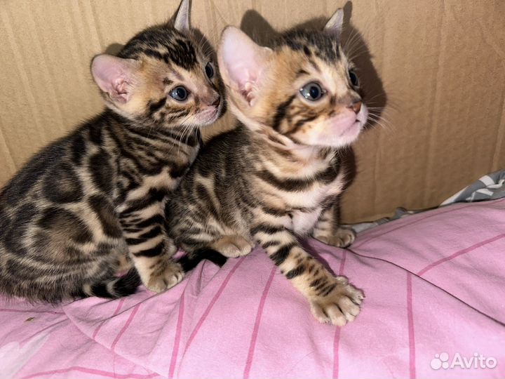 Бенгальские котята