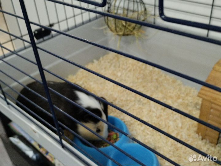 Морская свинка мальчик