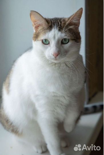Молодая кошка