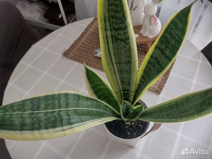 Сансевиерии аубрутиана Драгон, футура Суперба