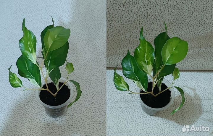 Сортовые фикусы