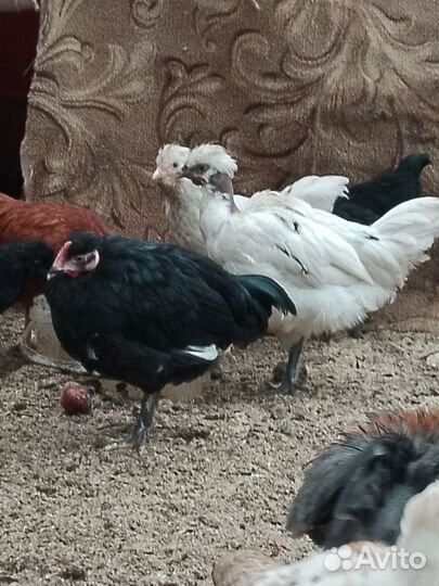 Куры, молодняк 2-3 месяца. Инкубационный яйца