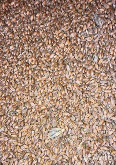 Горох, Просо на корм/посев