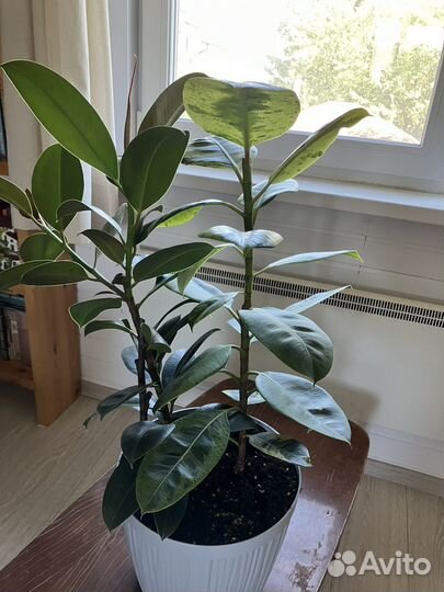 Фикусы микс