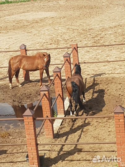 Постой для лошадей