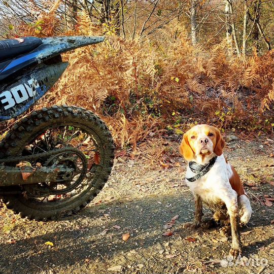 Бретонский эпаньоль. Вязка