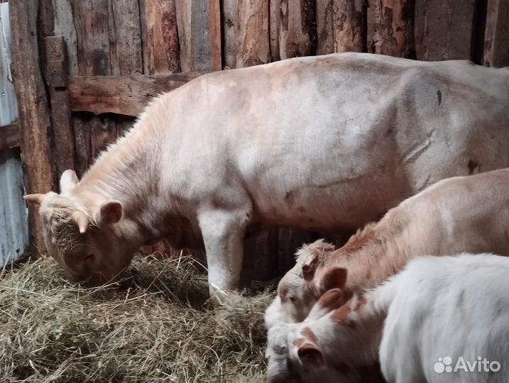 Быки 1,5 годовалые