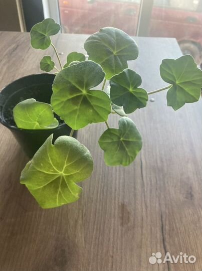 Плющелистная пеларгония