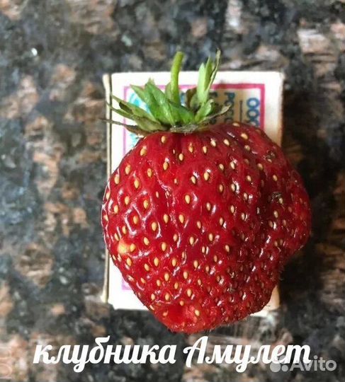 Клубника Амулет саженцы