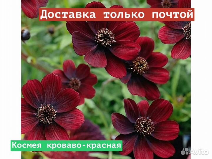 Космея кроваво-красная