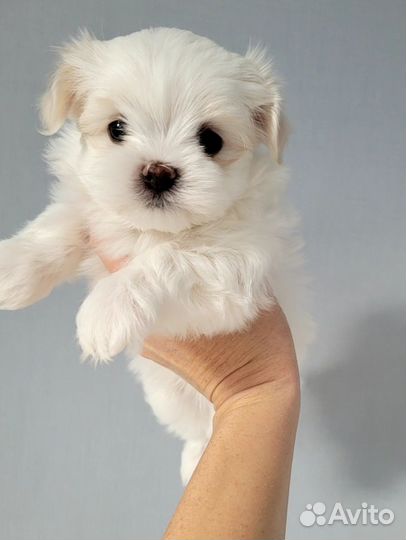Мальтезе мальчики