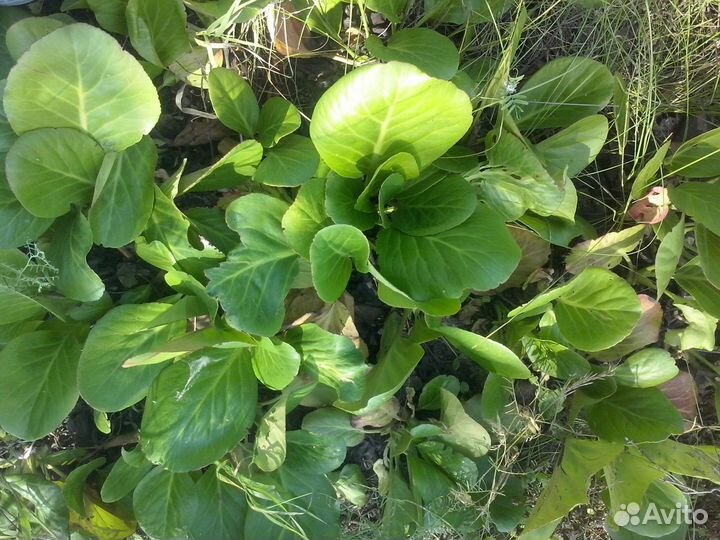 Бадан для здоровья и красоты