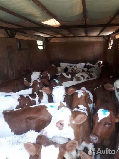 Бычки и быки