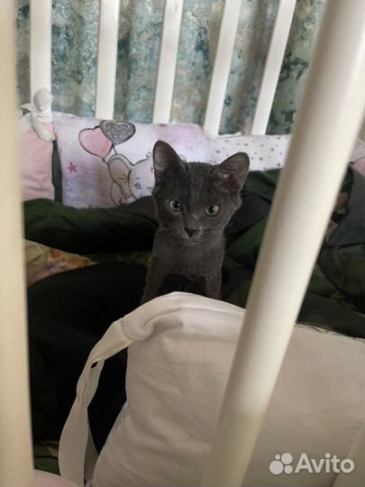 Котенок