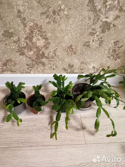 Комнатные цветы