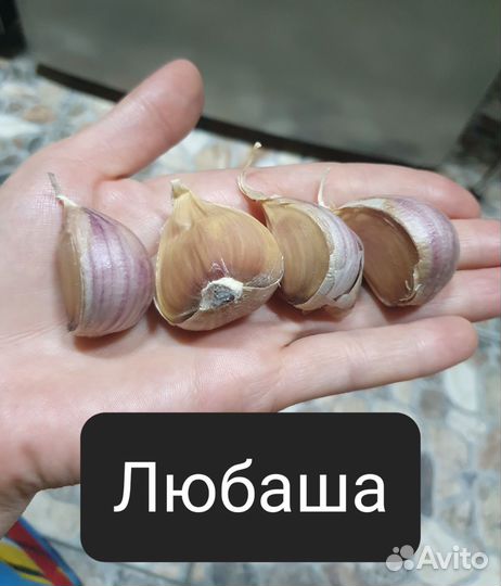 Элитные сорта чеснока,редкие семена