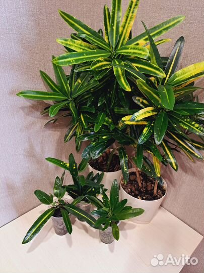 Кротоны сортовые