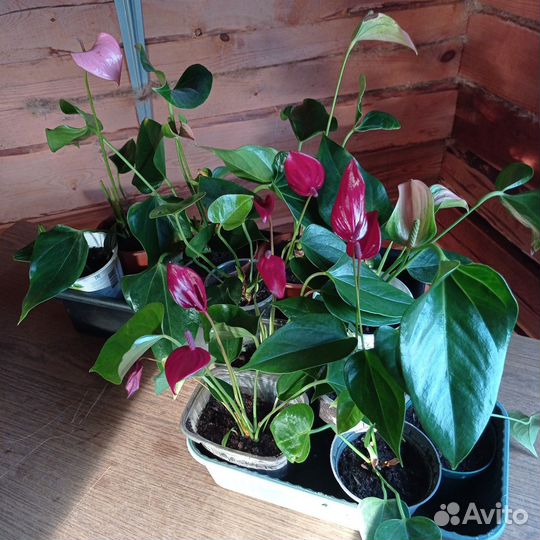 Комнатные цветы отростки