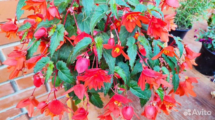 Фуксия Billy, фуксия Марленс тойка,бегония