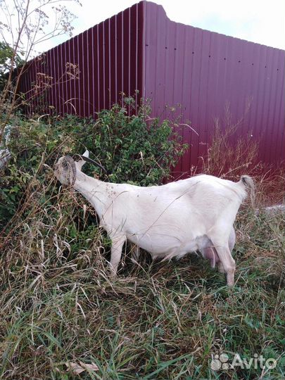 Дойные козы