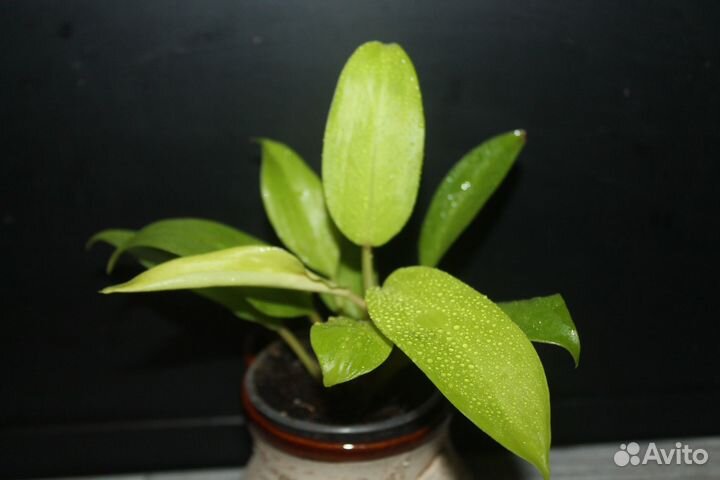 Филодендроны Часть 2