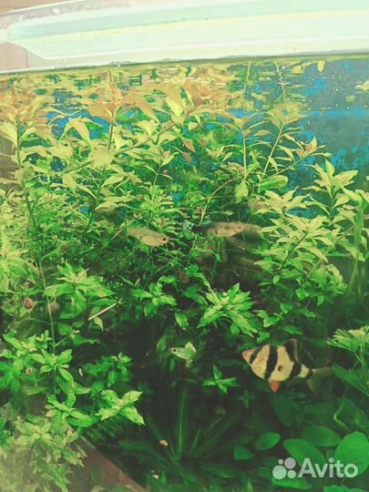Аквариумные рыбки и растения