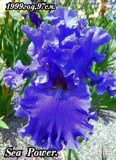 Ирисы бородатые набор-11