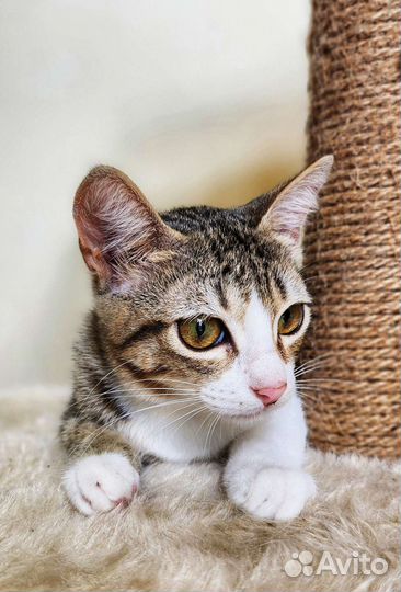 Котята бесплатно