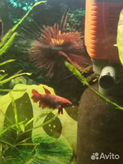 Самки петушка