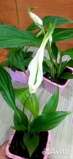 Спатифиллум или женское счастья