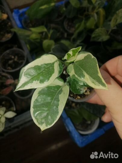 Комнатные цветы