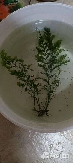 Аквариумные рыбки и растения