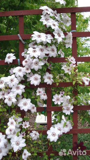 Клематис 2 гр. Miss Bejtman (Мисс Бейтман)
