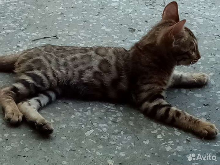 Бенгальские котята