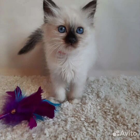 Котенок редкой породы