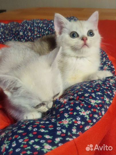 Красивые котятки