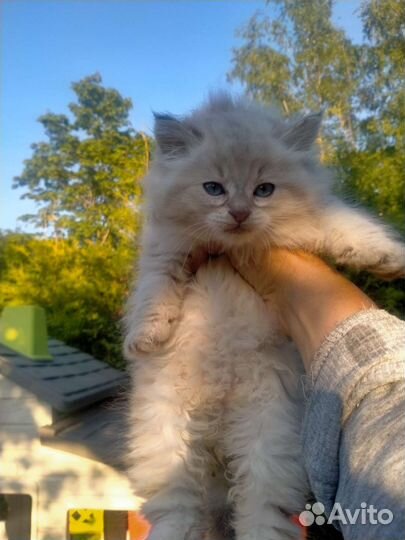 Сибирские котята