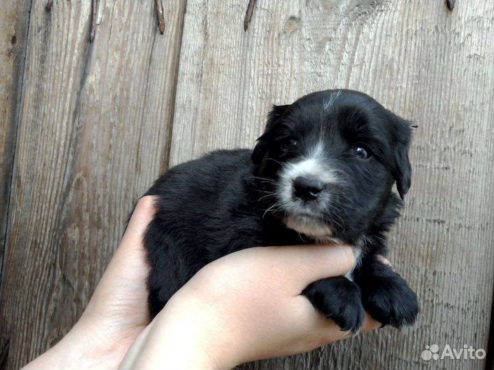 Щенки спаниеля