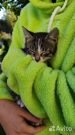 Котята в добрые руки бесплатно