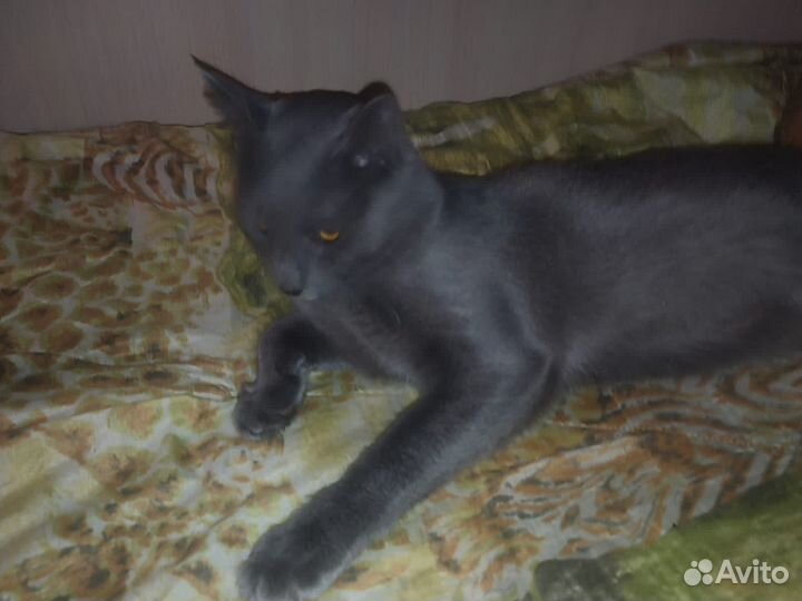 Пожалейте мальчика Кузеньку, возьмите домой