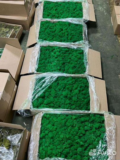 Стабилизированный мох оптом и в розницу