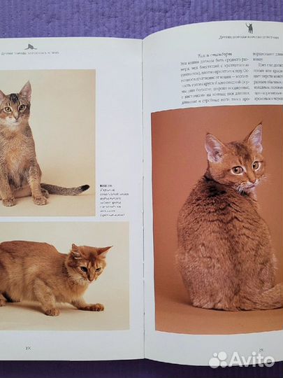 Энциклопедия. Все о кошках