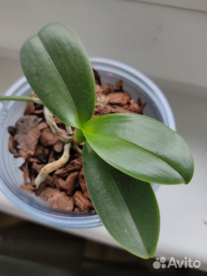 Орхидея фаленопсис mini