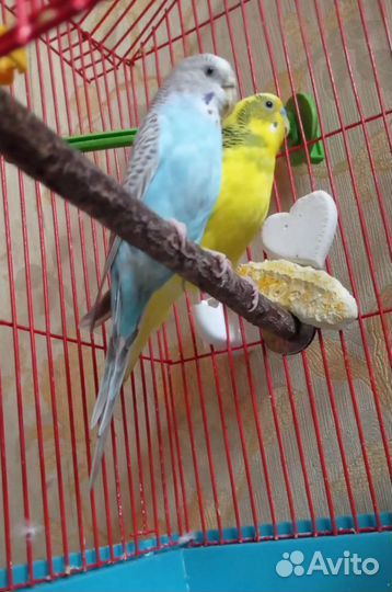 Волнистые попугаи-неразлучники